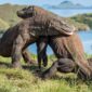 Komodo, Ikon Satwa Purba Indonesia yang Mendunia(Foto:Website DJKN)

