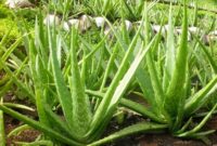 Lidah Buaya, Tanaman Herbal yang Bermanfaat untuk Maag dan Ginjal (Foto:.rajekwesi)