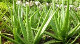 Lidah Buaya, Tanaman Herbal yang Bermanfaat untuk Maag dan Ginjal (Foto:.rajekwesi)