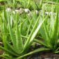 Lidah Buaya, Tanaman Herbal yang Bermanfaat untuk Maag dan Ginjal (Foto:.rajekwesi)