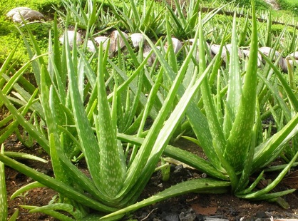 Lidah Buaya, Tanaman Herbal yang Bermanfaat untuk Maag dan Ginjal (Foto:.rajekwesi)