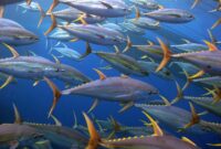 KENAPA  IKAN DI TIAP  NEGARA  BEDA JENIS?  MESKI  LAUT  NYAMBUNG SE-DUNIA  SATU  HAMPARAN(Foto:NOAA Fisheries)