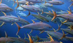 KENAPA  IKAN DI TIAP  NEGARA  BEDA JENIS?  MESKI  LAUT  NYAMBUNG SE-DUNIA  SATU  HAMPARAN