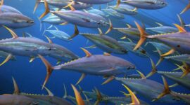 KENAPA  IKAN DI TIAP  NEGARA  BEDA JENIS?  MESKI  LAUT  NYAMBUNG SE-DUNIA  SATU  HAMPARAN(Foto:NOAA Fisheries)