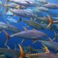 KENAPA  IKAN DI TIAP  NEGARA  BEDA JENIS?  MESKI  LAUT  NYAMBUNG SE-DUNIA  SATU  HAMPARAN(Foto:NOAA Fisheries)