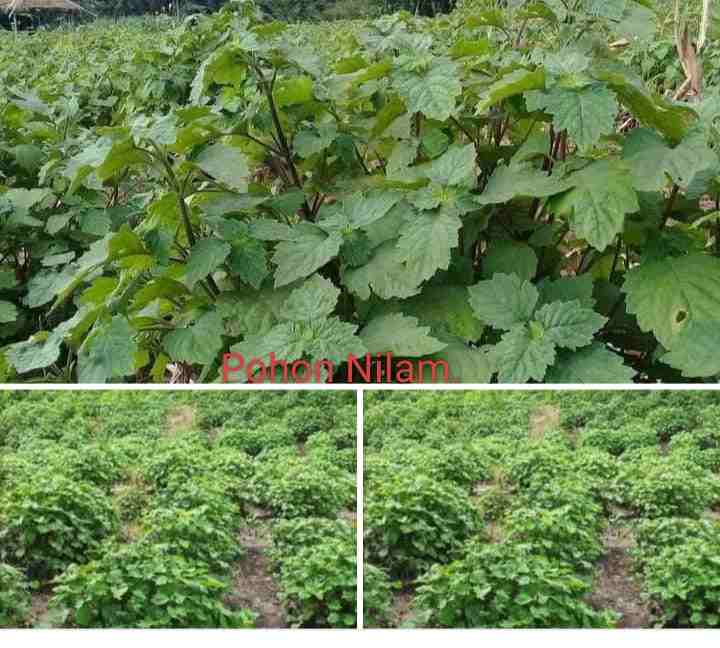 HARGA TANAMAN NILAM MEROKET, MINYAKNYA TEMBUS Rp 1,1 JUTA PER KILOGRAM (Foto: Lacakpos)